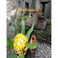 Adimu: Nuevas recetas para los Orishas - Paperback