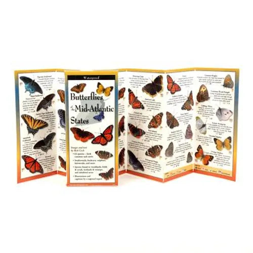 Common Butterflies of the Mid-Atlantic