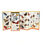 Common Butterflies of the Mid-Atlantic