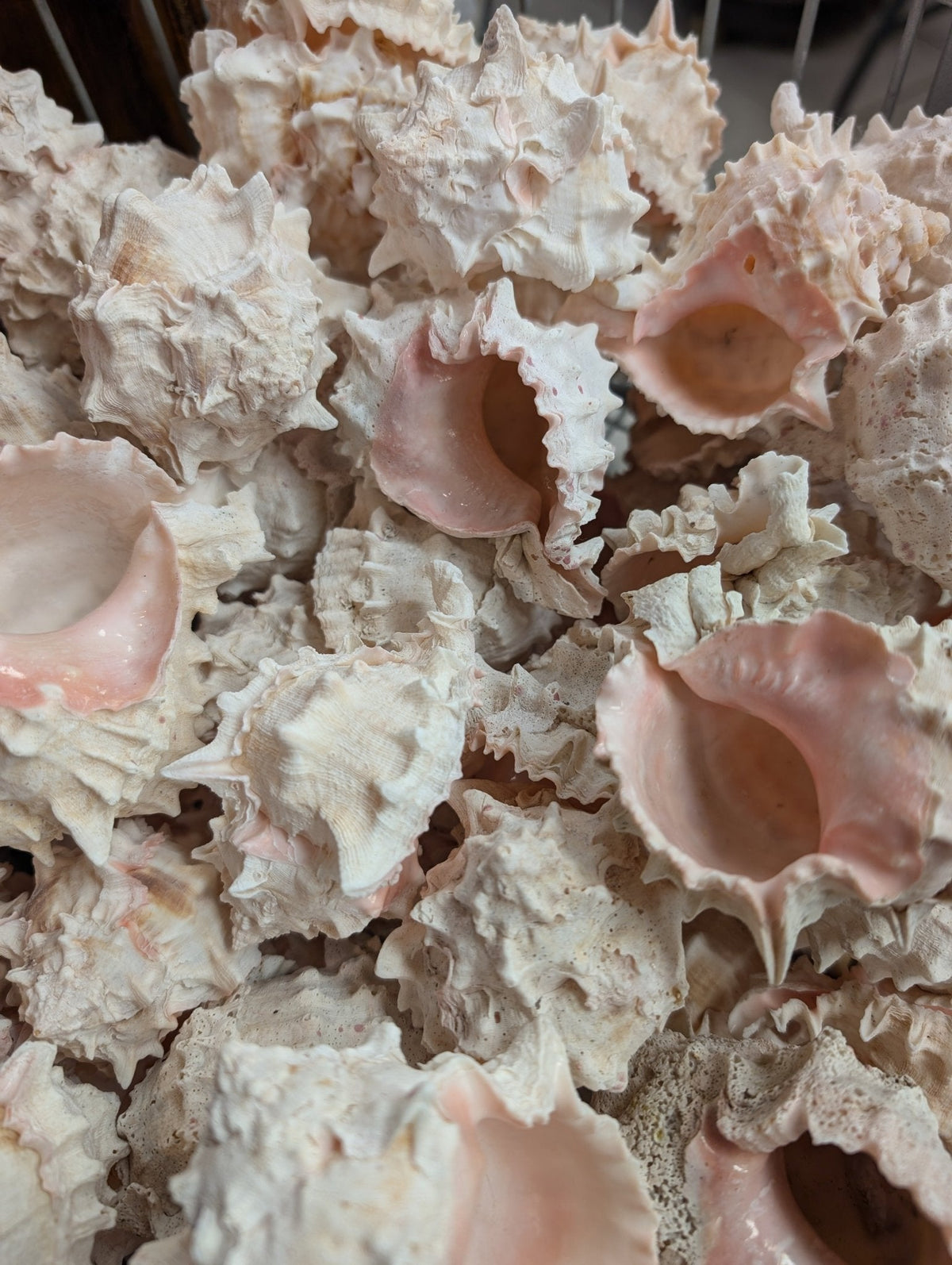 Pink Mouth Murex Shells 3-4” (Phyllonotus erythrostomus)