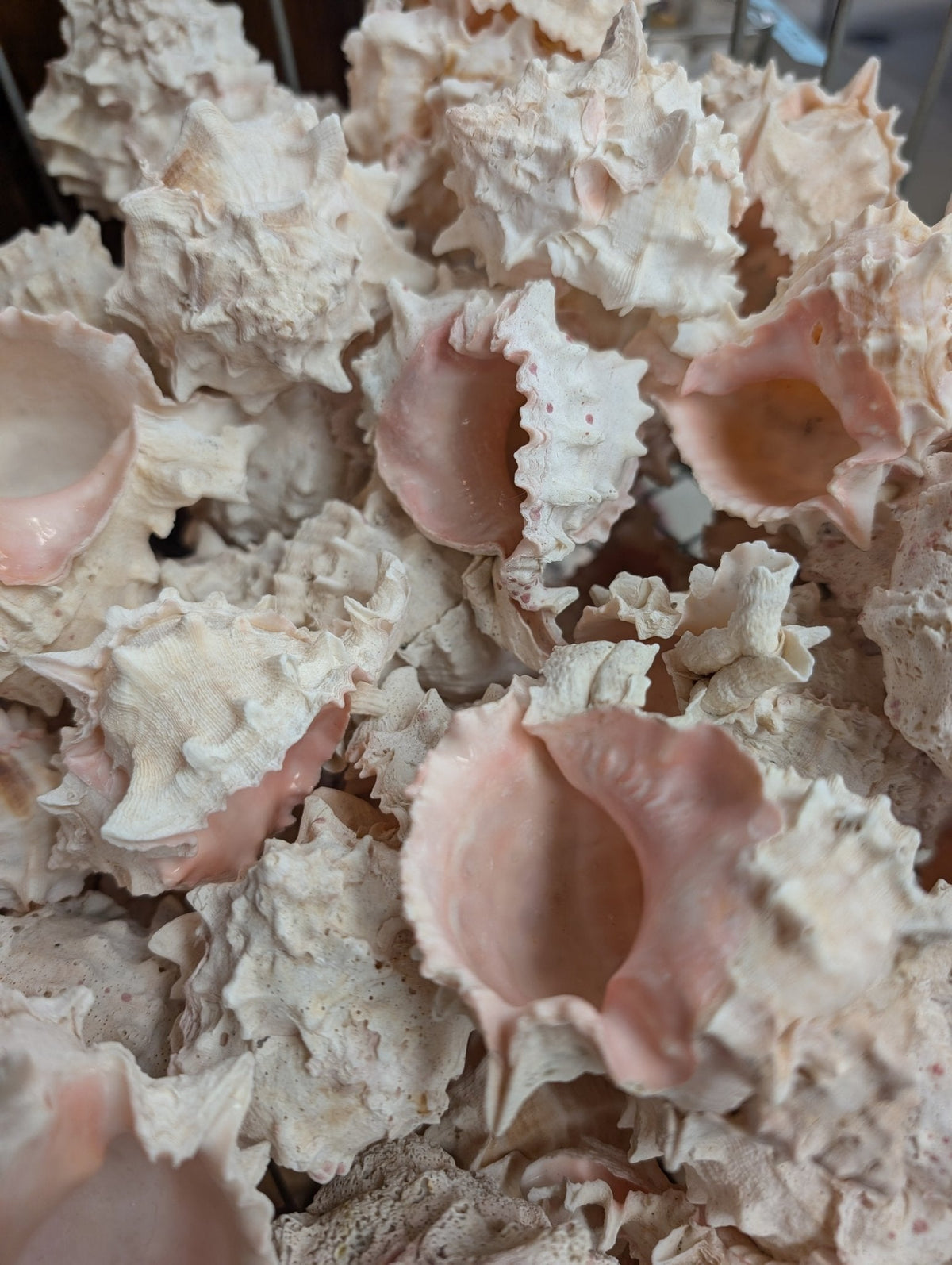 Pink Mouth Murex Shells 3-4” (Phyllonotus erythrostomus)