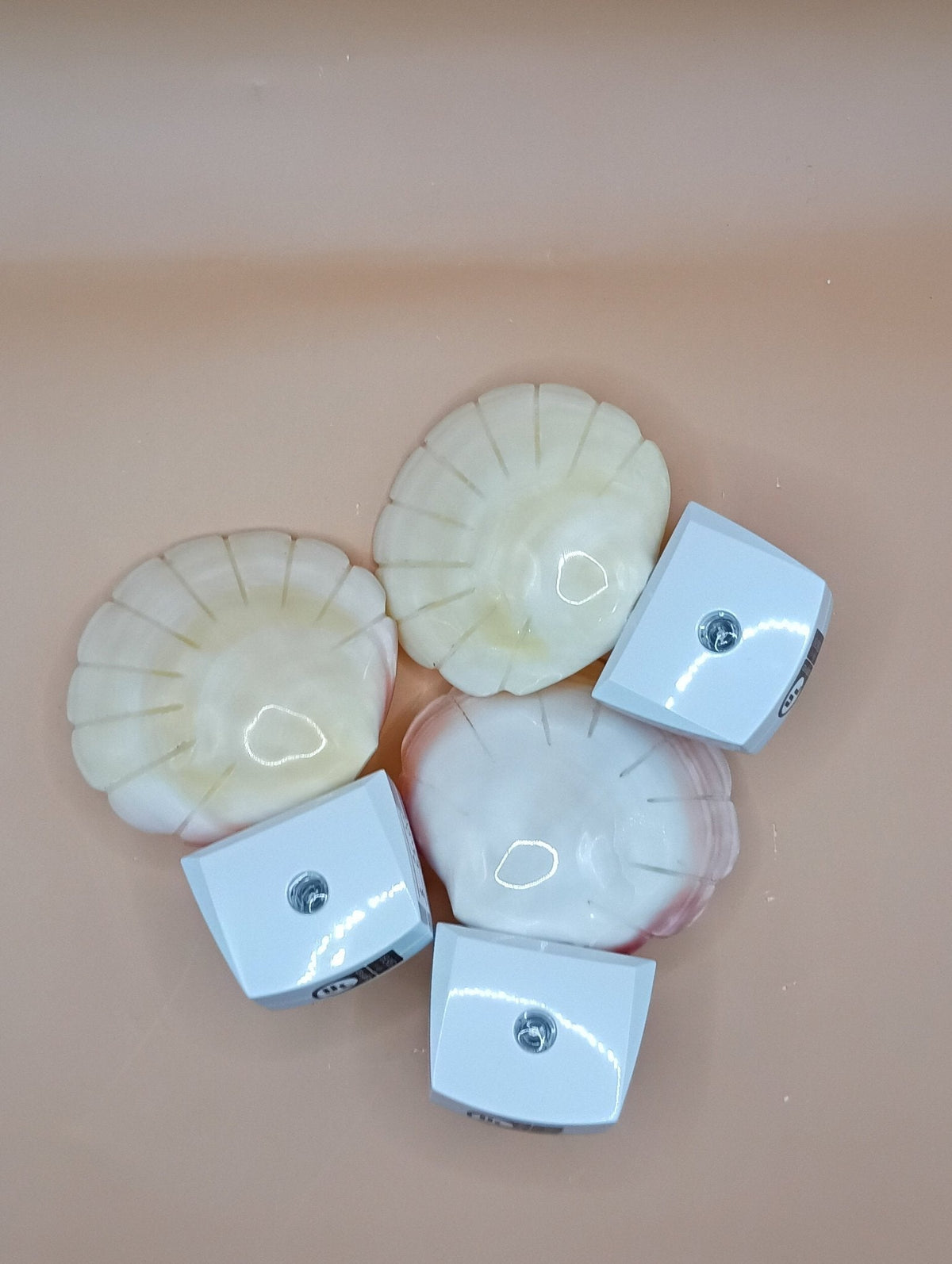 Polished Clam Shell LED Night Light