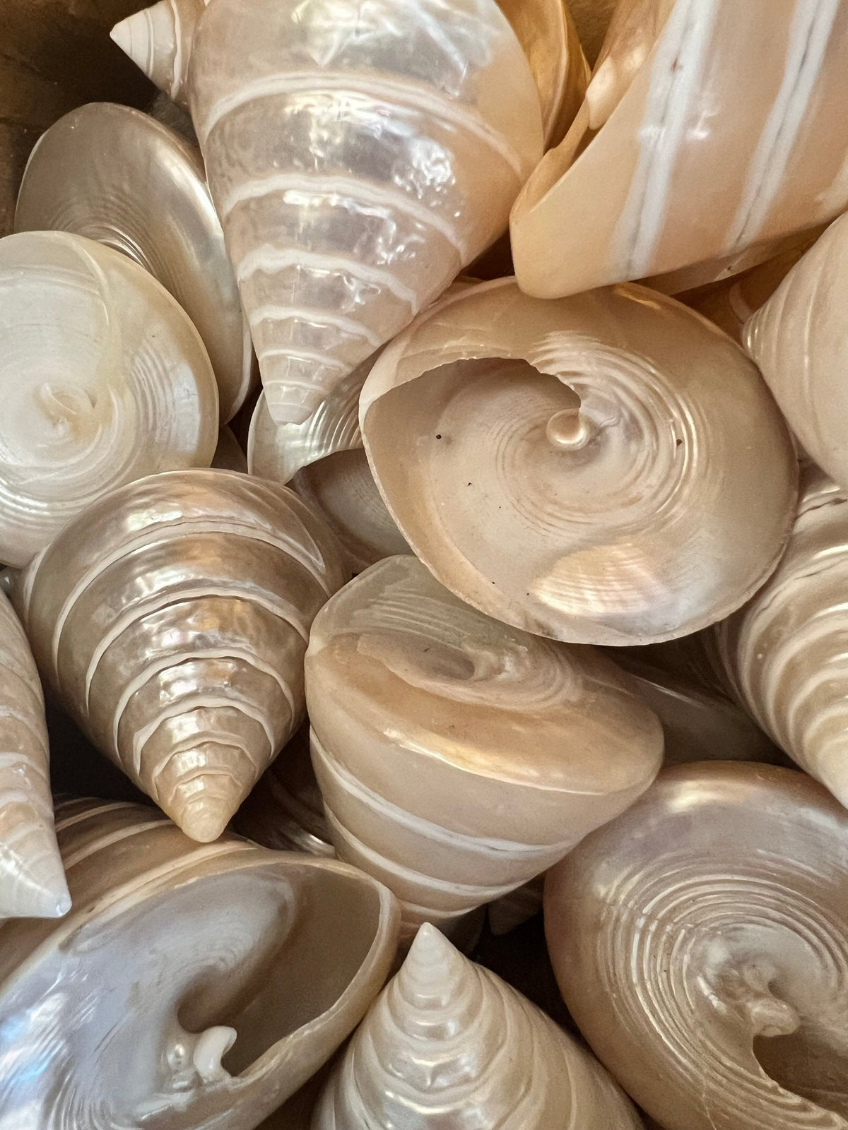 Polished Pearl Trochus Shell