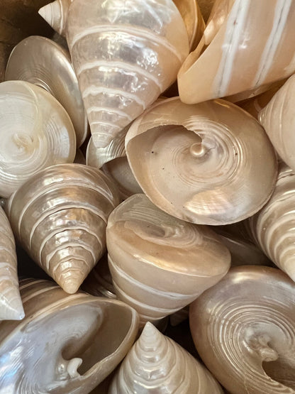 Polished Pearl Trochus Shell