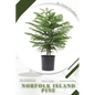 Norfolk Island Pine: Prodigy Petal, Plant Guide - Paperback