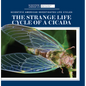 The Strange Life Cycle of a Cicada - Library Binding