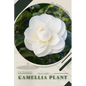 Camellia Plant: Plant Guide - Paperback