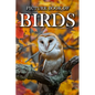 Birds: Picture Books For Adults With Dementia And Alzheimers Patients - Colourful Photos Of Birds With Their Names - Paperback