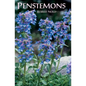 Penstemons - Paperback