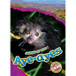 Aye-Ayes - Library Binding