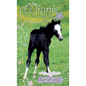 Friendly Foal - Paperback