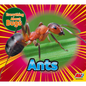 Ants - Paperback