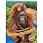 Orangutans - Library Binding