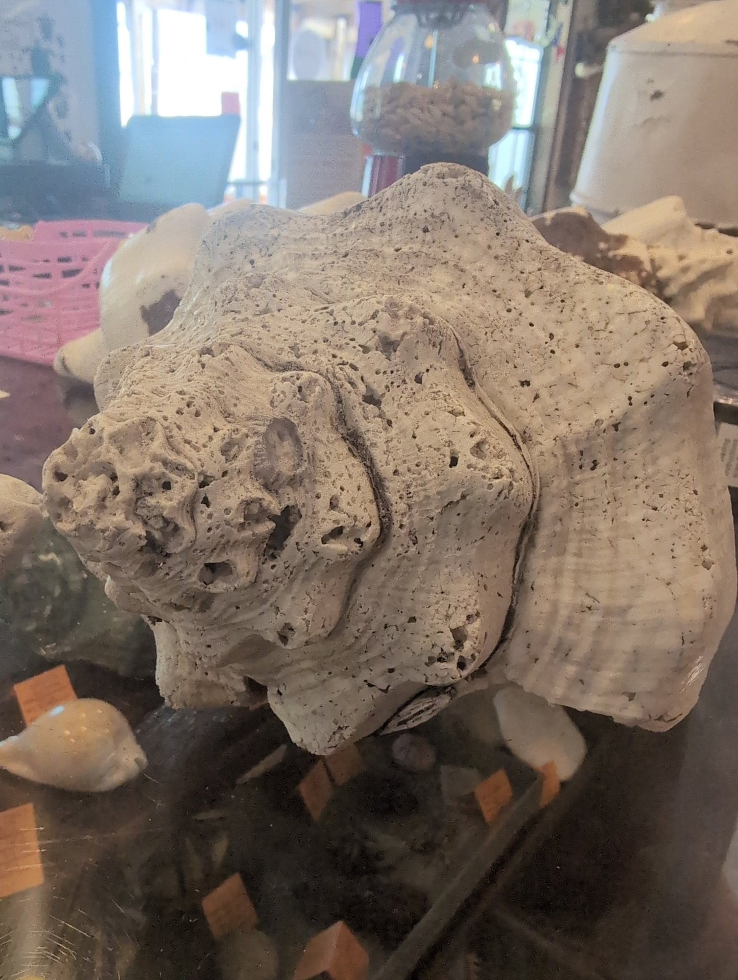 Raw Chank Shell