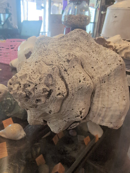 Raw Chank Shell
