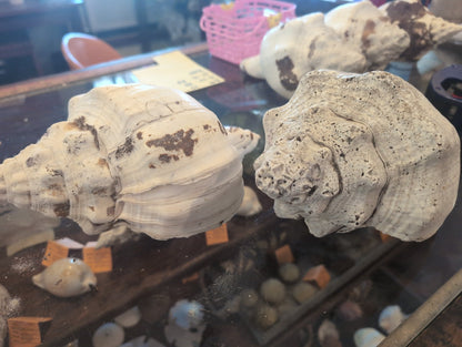 Raw Chank Shell
