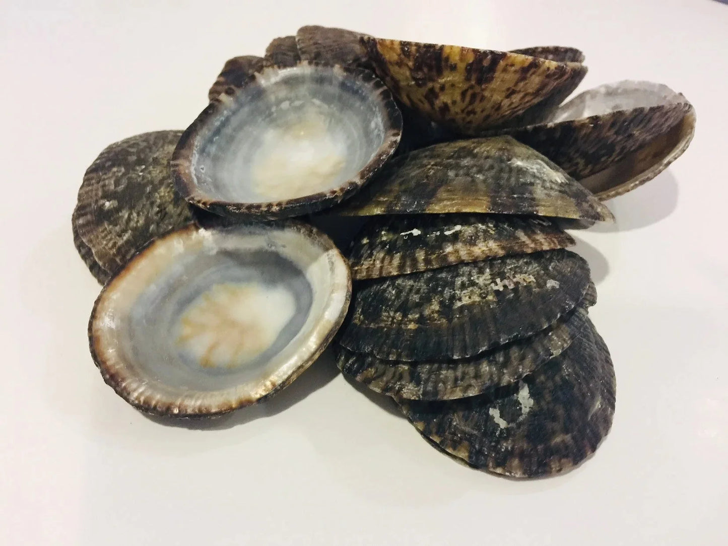 Raw Owl Limpet Shells (patella testudinaria)