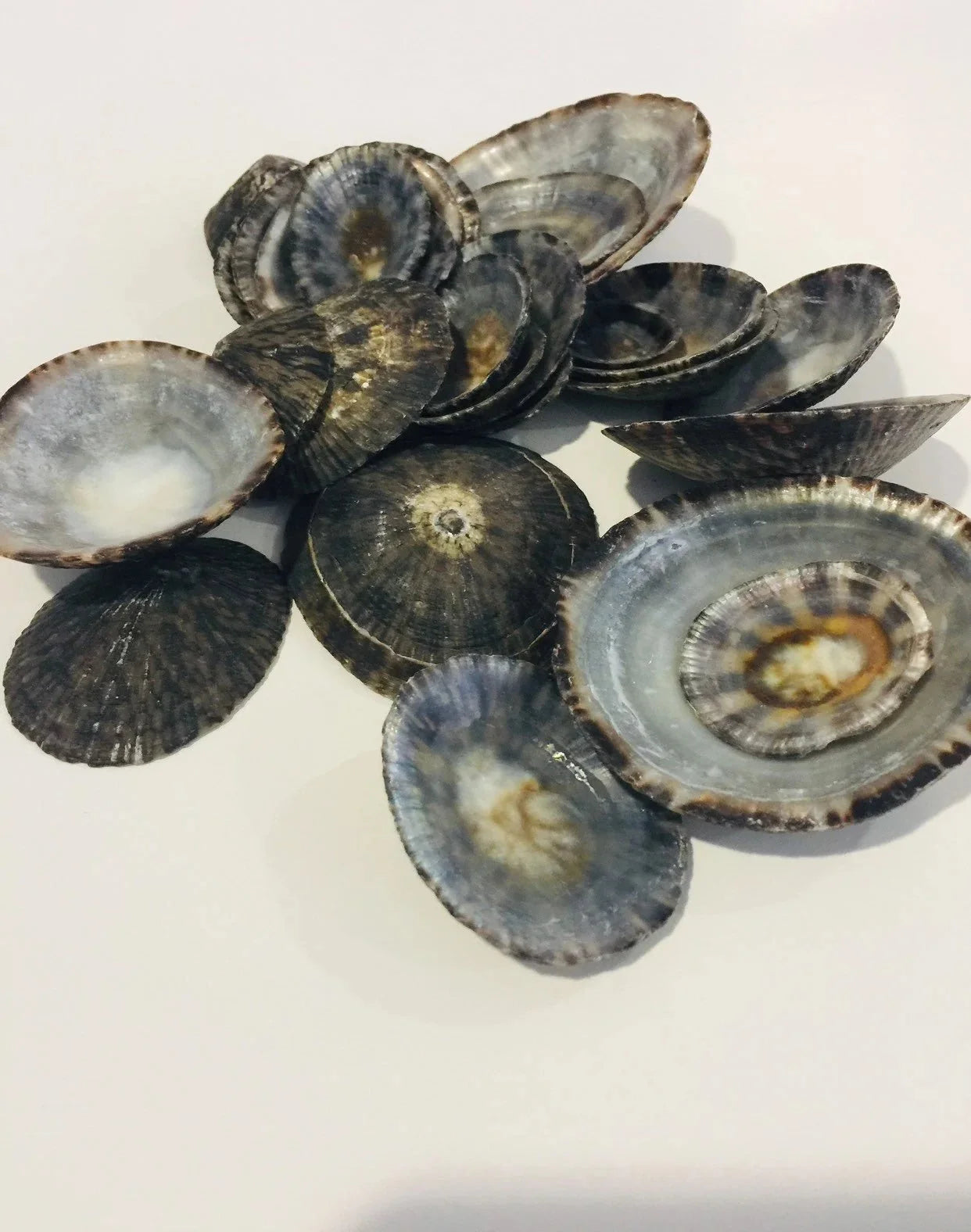Raw Owl Limpet Shells (patella testudinaria)