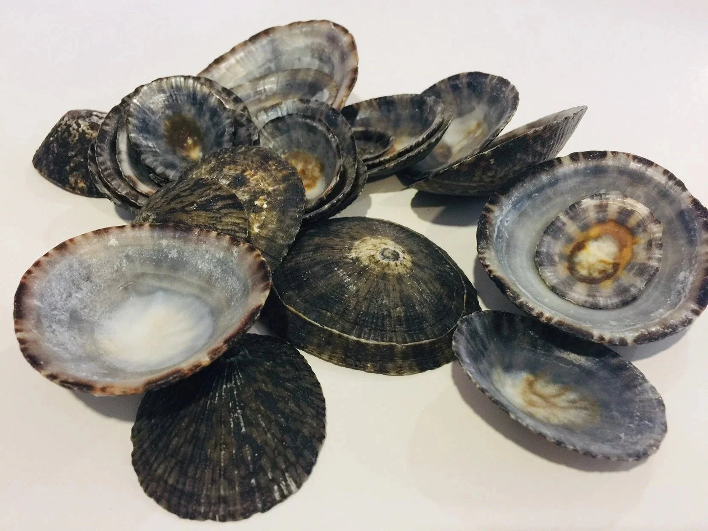Raw Owl Limpet Shells (patella testudinaria)