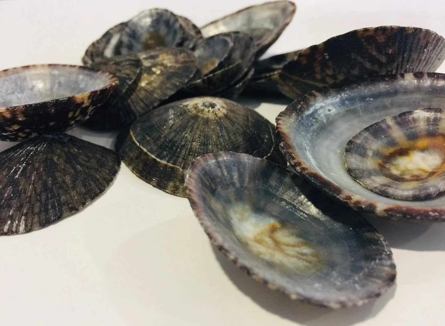 Raw Owl Limpet Shells (patella testudinaria)