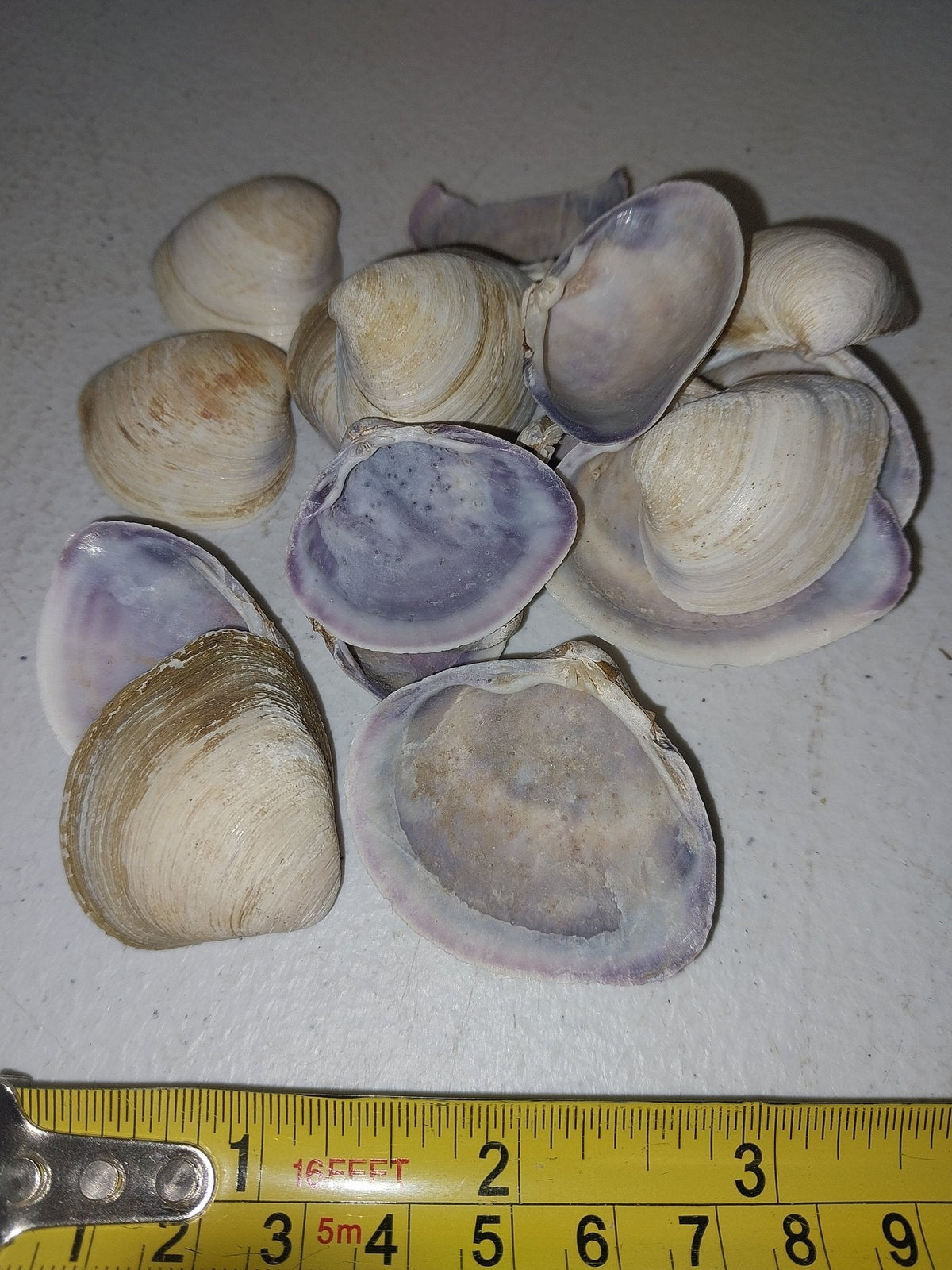 Raw Purple Clam Seashells Nuttallia obscurata
