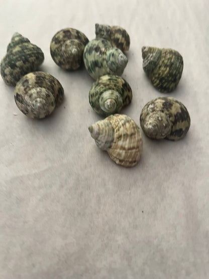 Small Natural Jade Turbo Shells