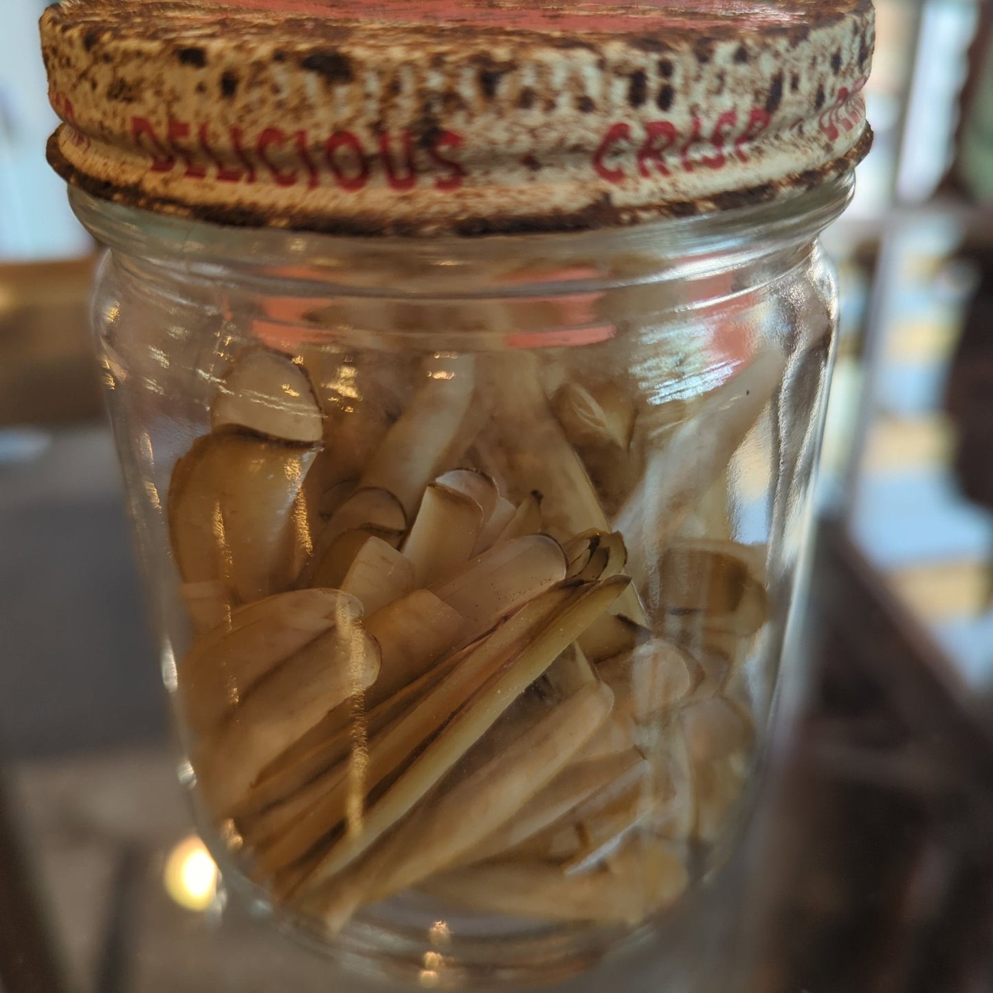 Razor Clam Shells