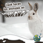Qué Hacen Los Animales En Invierno?: What Do Critters Do in the Winter? - Paperback