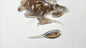 Little Minnow 1.5 Inch