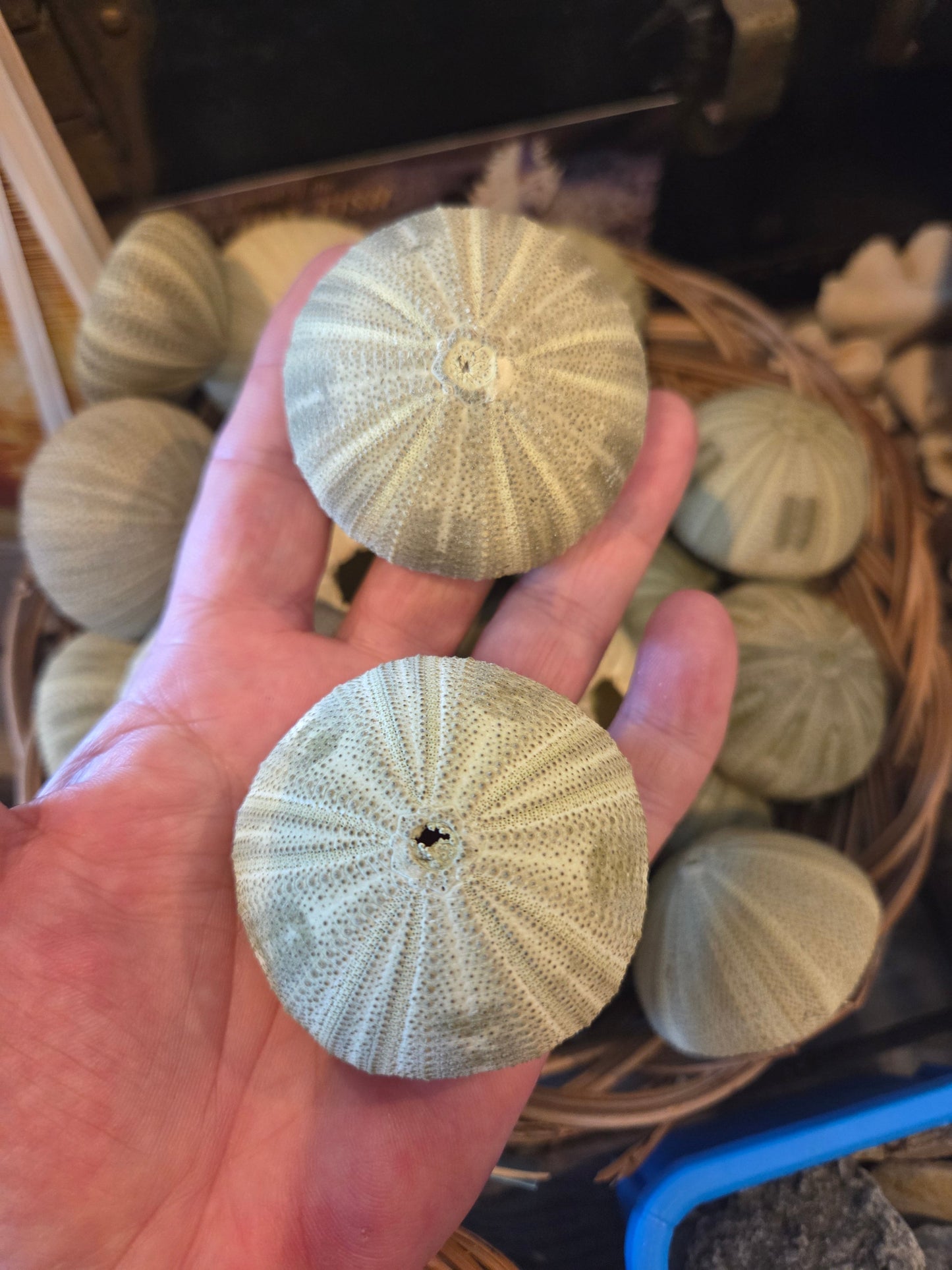 Green Sea Urchin Shell