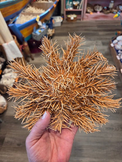 Crown of Thorns Starfish- Multiple Sizes