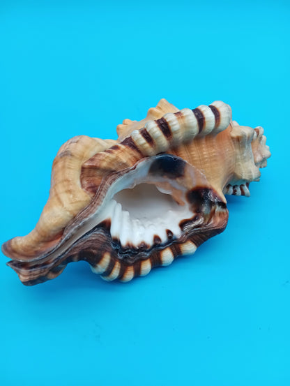 Perry Triton Conch Shell (Cymatium perryi)