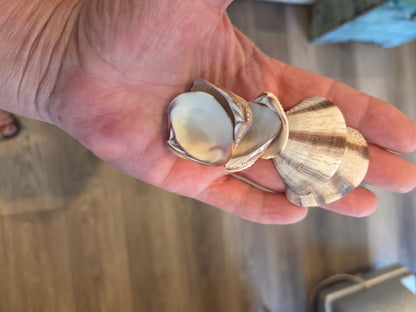 Venus Striped Clam Shells - Chamelea gallina