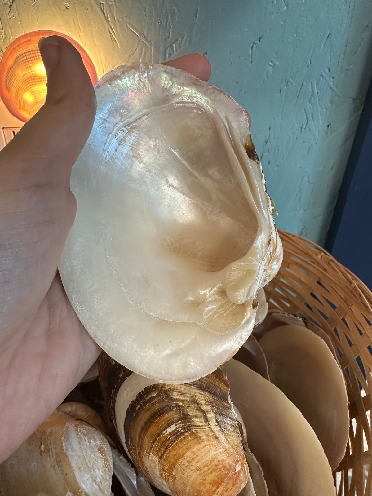 Mexican Pearl River Clam Shell 4-5"
