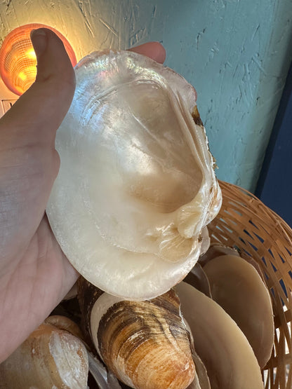 Mexican Pearl River Clam Shell 4-5"