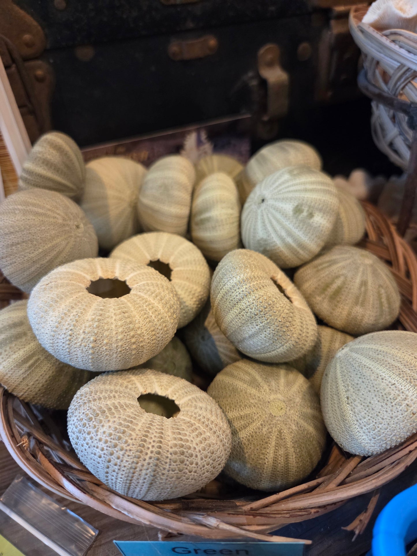 Green Sea Urchin Shell