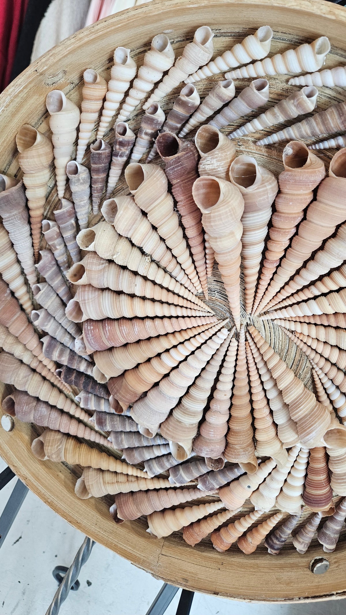 Terebra Shell Art Circle – 16" Handcrafted Spiral Shell Wall Art Decor