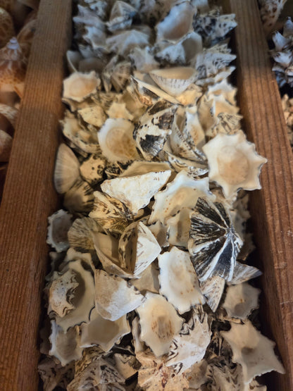 Star Limpet Shells - Cellana stellifera
