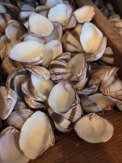 Venus Striped Clam Shells - Chamelea gallina