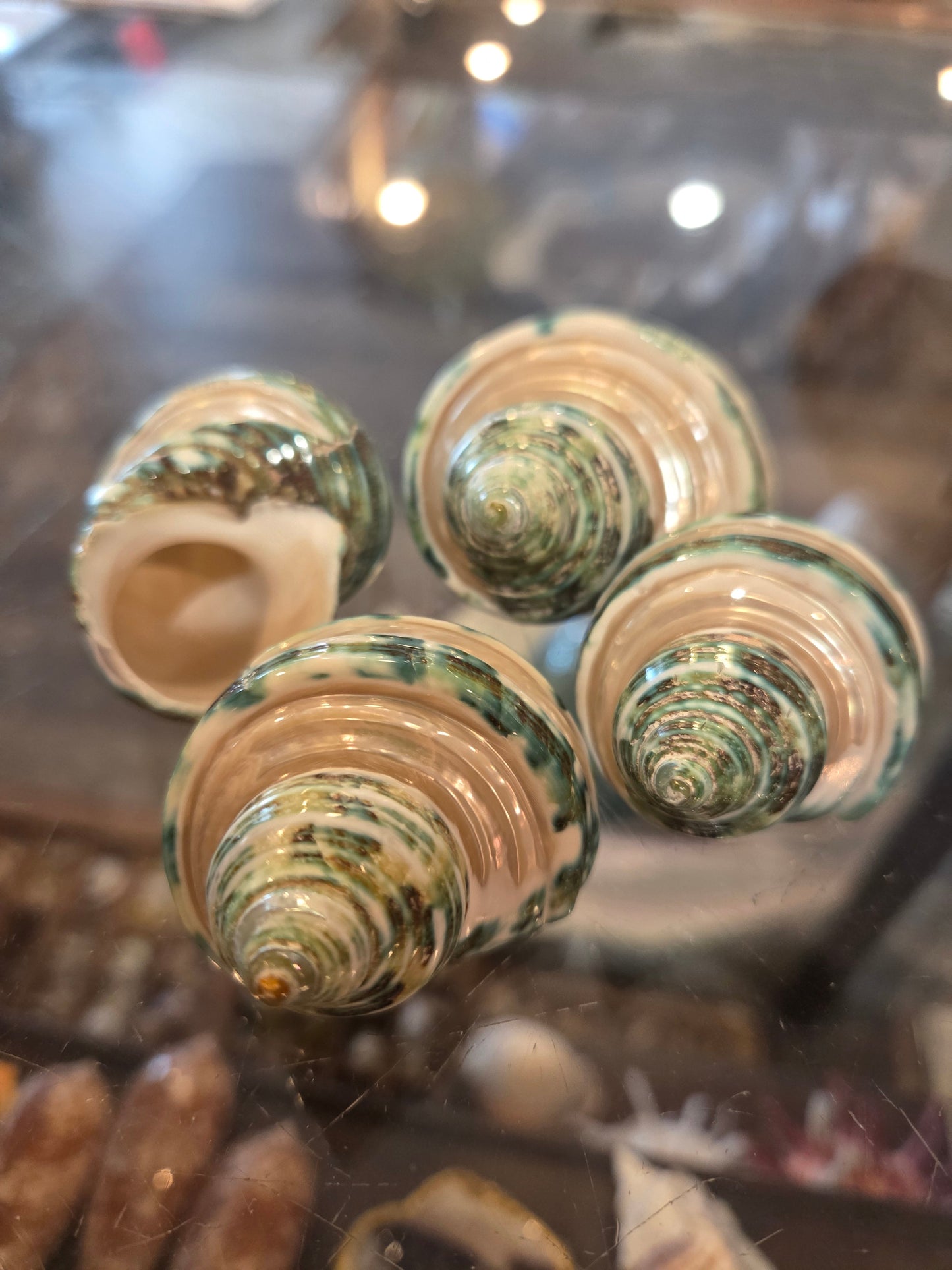 Polished & Banded Jade Turbo Shell – Turbo burgessi