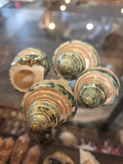 Polished & Banded Jade Turbo Shell – Turbo burgessi