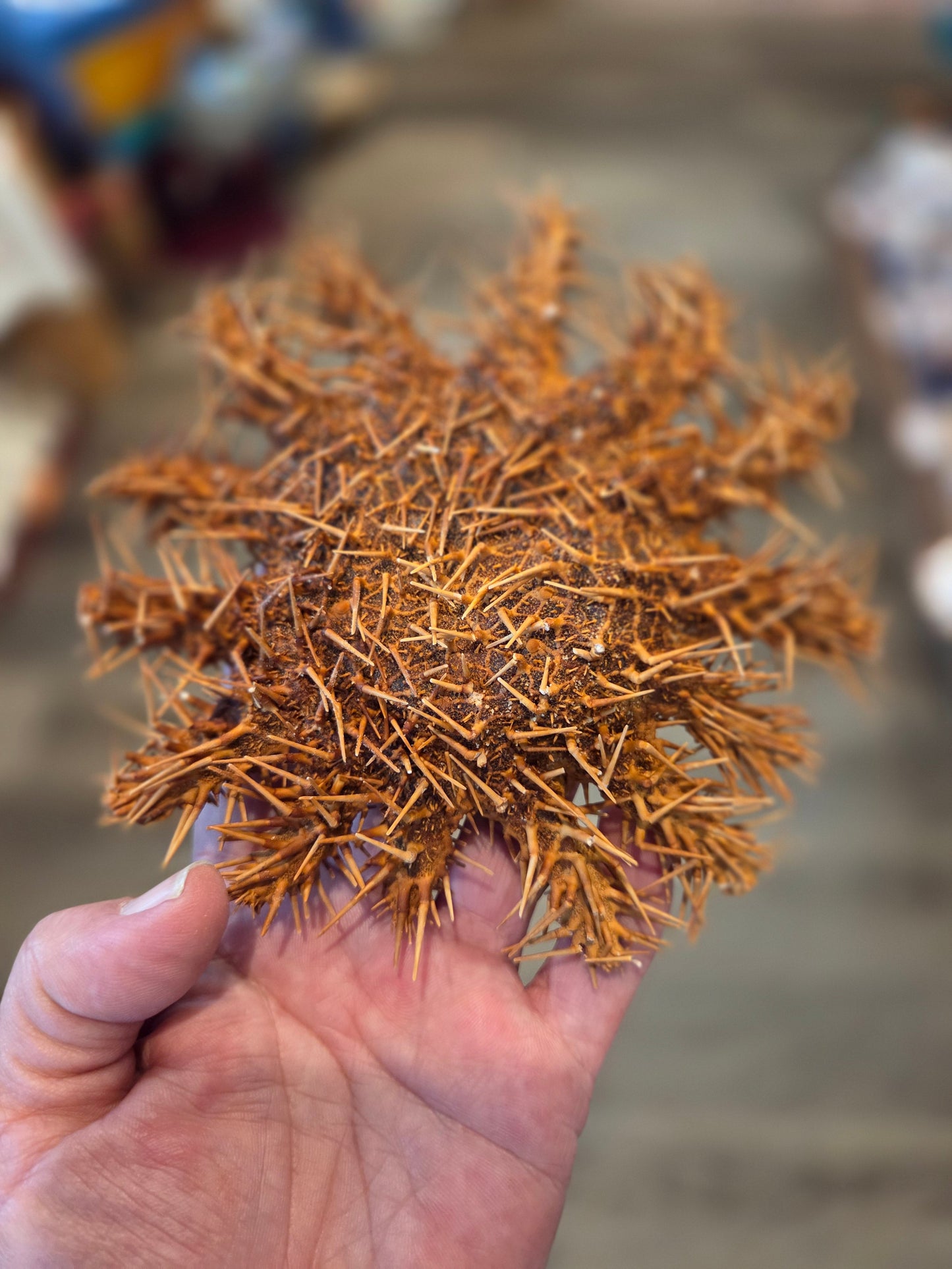 Crown of Thorns Starfish- Multiple Sizes