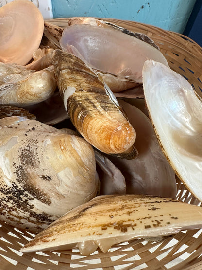Mexican Pearl River Clam Shell 4-5"