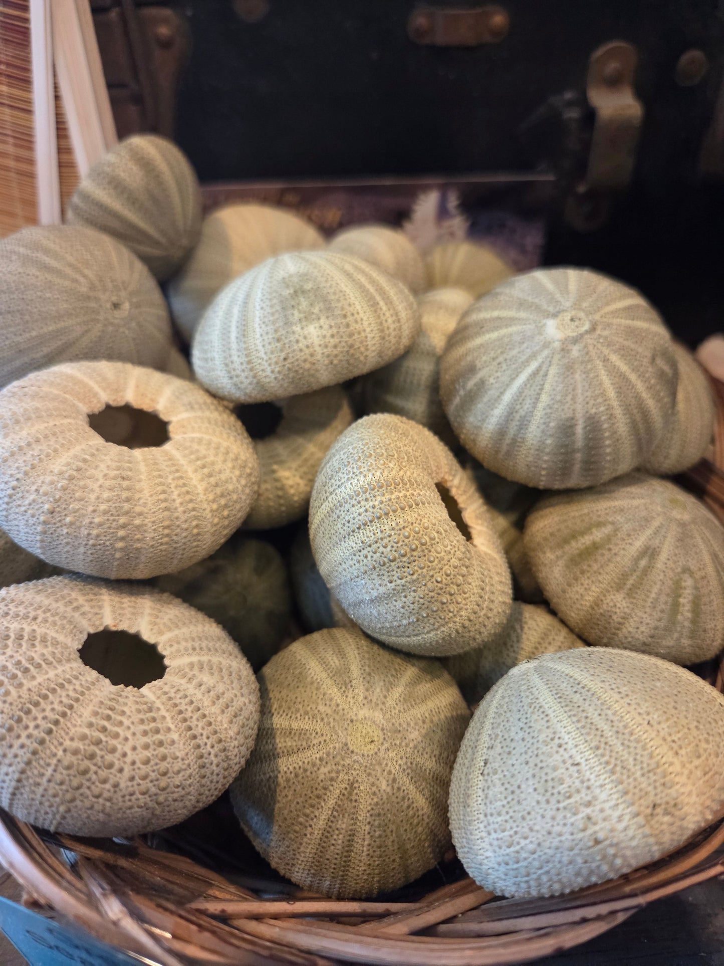 Green Sea Urchin Shell