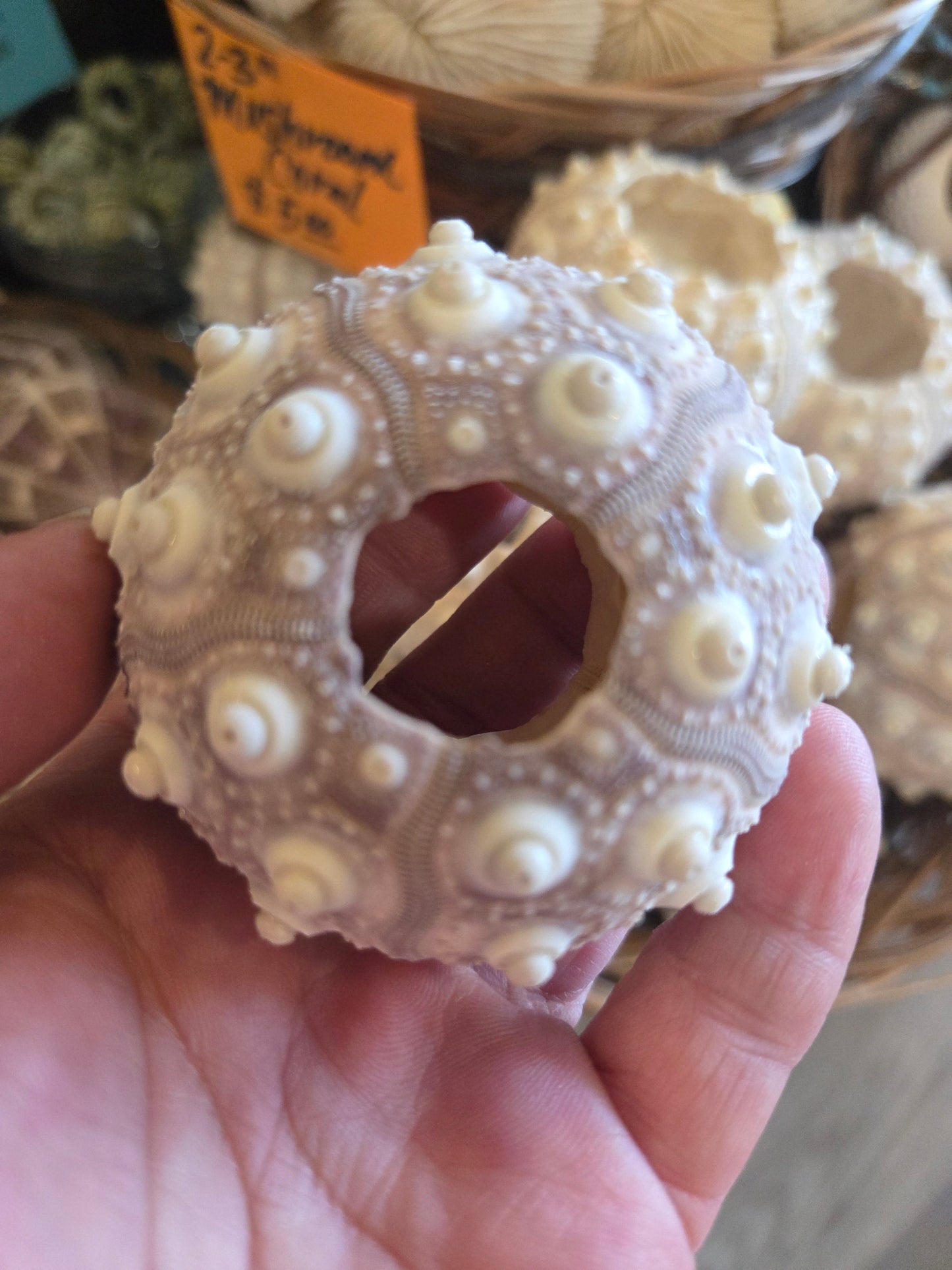 Purple Sputnik Sea Urchin Shell
