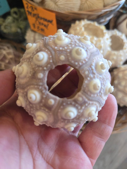 Purple Sputnik Sea Urchin Shell