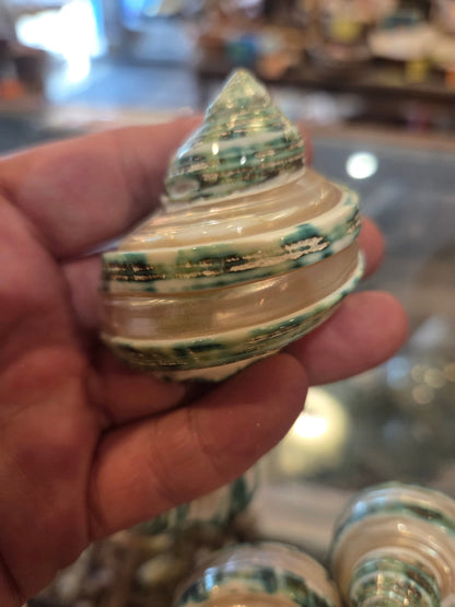 Polished & Banded Jade Turbo Shell – Turbo burgessi