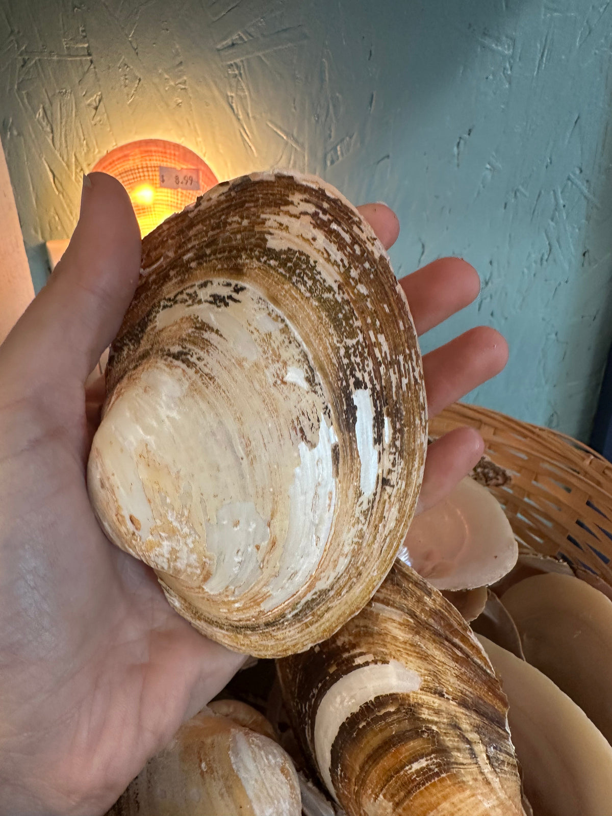 Mexican Pearl River Clam Shell 4-5"