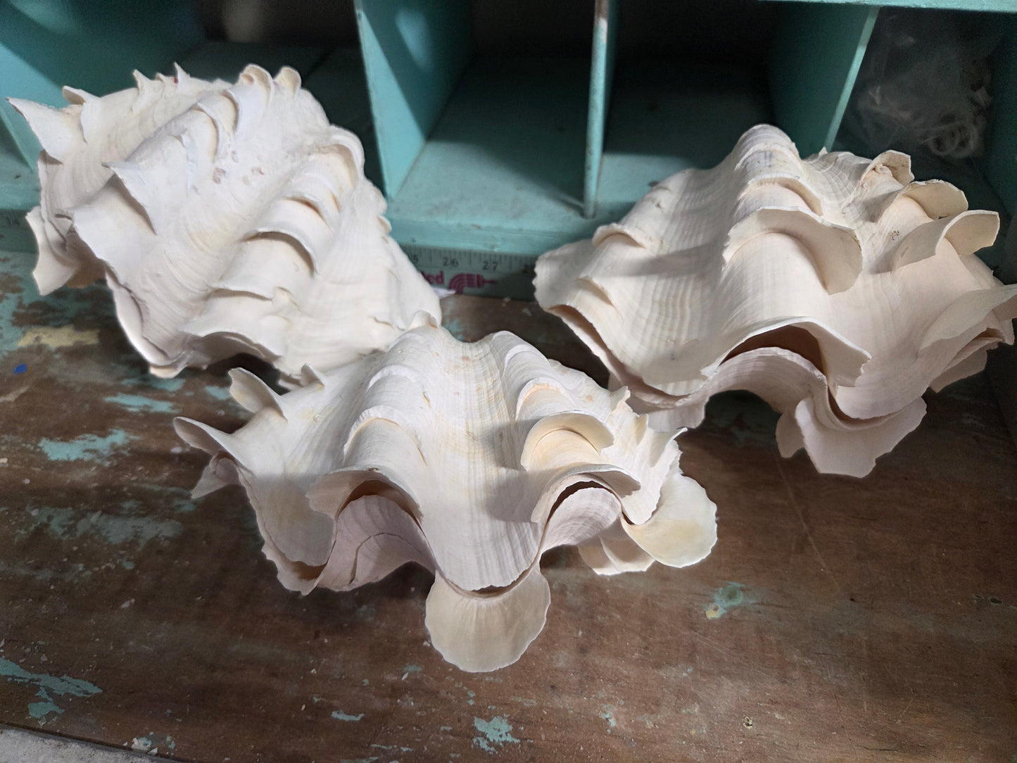 Squamosa Tridacna Clam Shell Pair- Fluted Ruffled Seashell