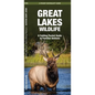 Great Lakes Wildlife: A Folding Pocket Guide to Familiar Animals